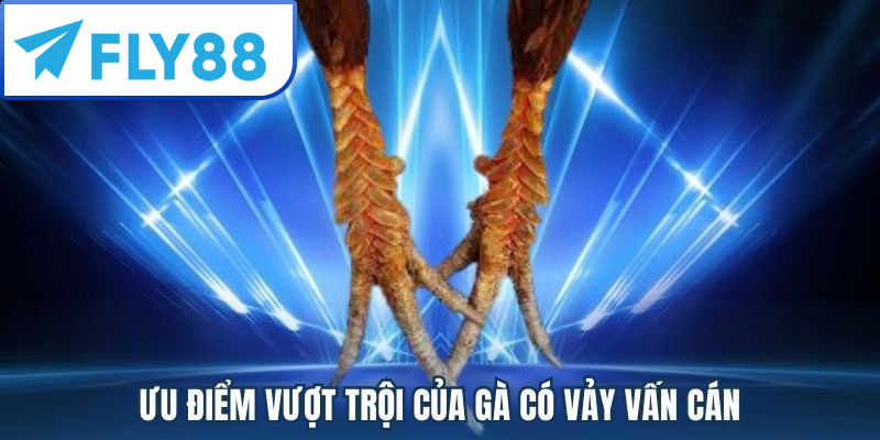 Vảy Gà Vấn Cán Là Gì? Cách Nhận Biết & Phân Loại Chuẩn 2025 2 Vảy gà vấn cán có những ưu điểm vượt trội